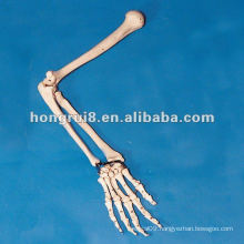 ISO Bones of Upper Extremity Model